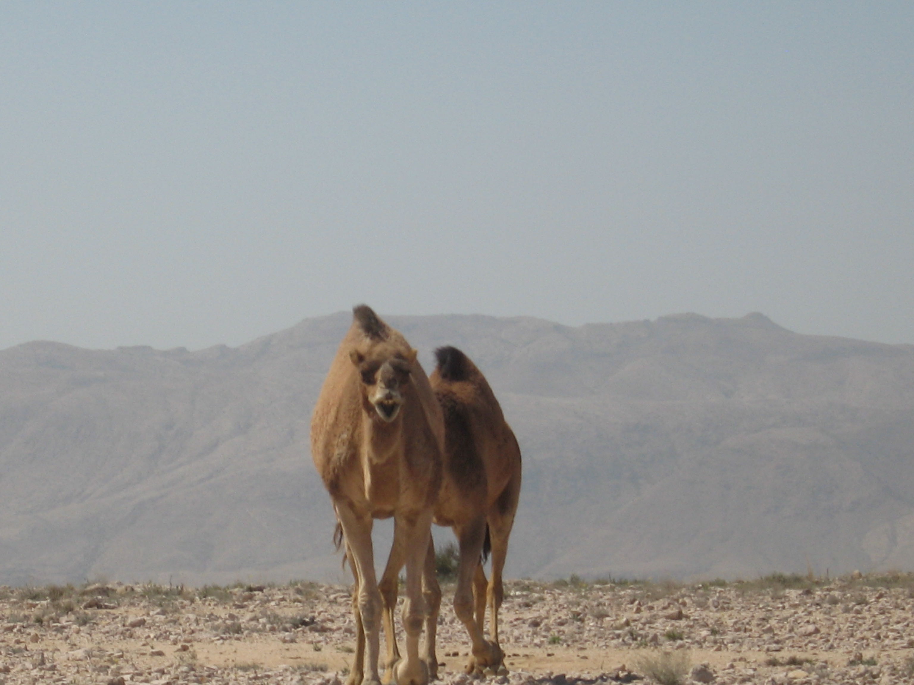 angry camel, Oman